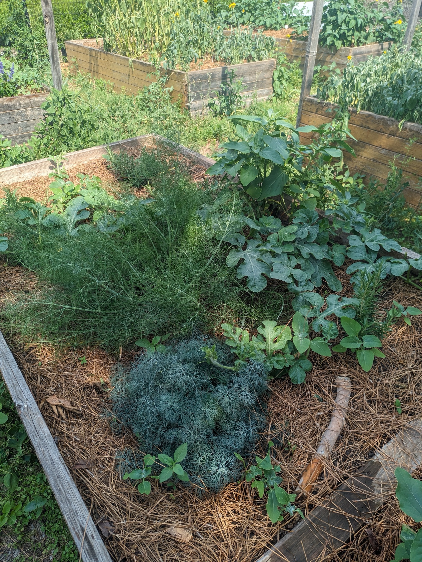 Raised garden beds at the Highland Campus community garden
