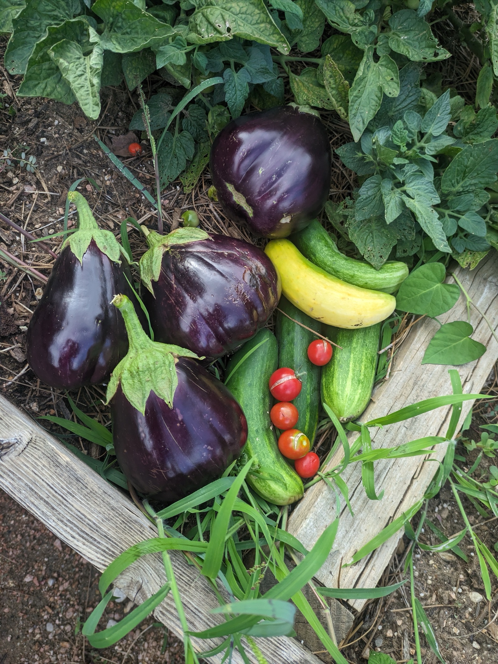 Eggplants, cucumbers, squash, and cherry tomatoes harvested from the HLC community garden